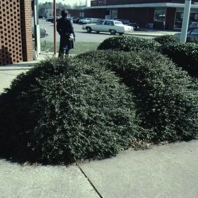 thumbnail for publication: Ilex crenata 'Helleri' Helleri Holly